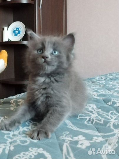 Антистрессы