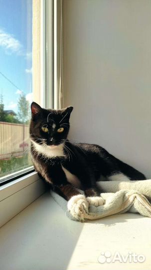 Кошка в дар бесплатно