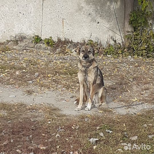 Собачка Альфа останется бездомной