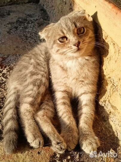 Кошка в дар