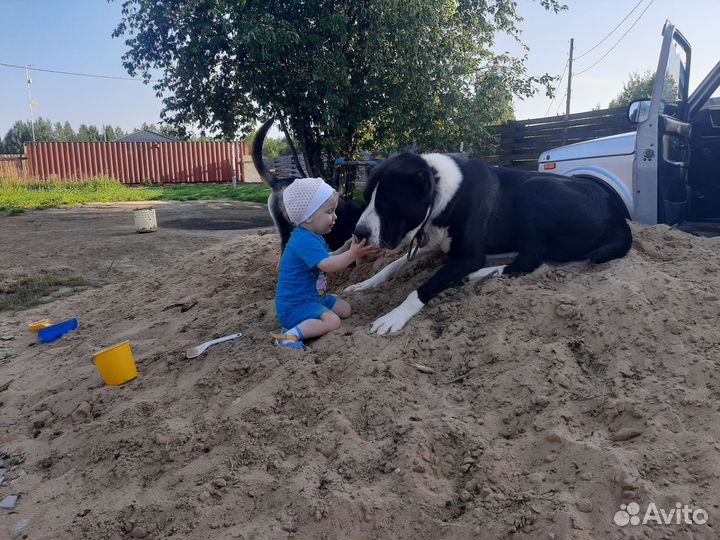 Вязка кобель среднеазиатская овчарка