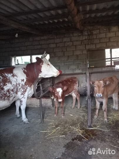 Корова дойная