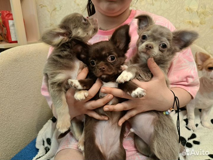 Щенки чихуахуа длинношерстные