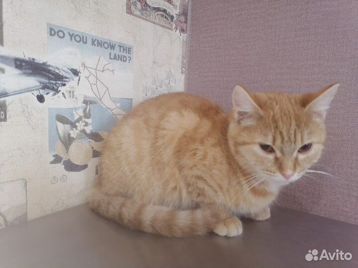 Рыжая кошка