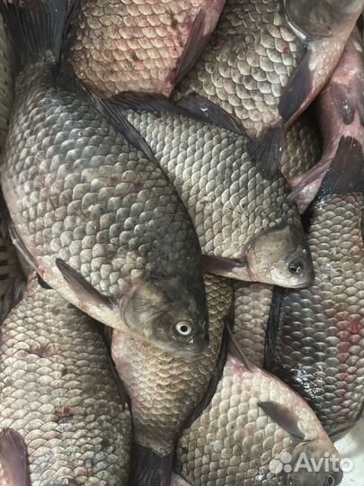 Живая рыба оптом карась