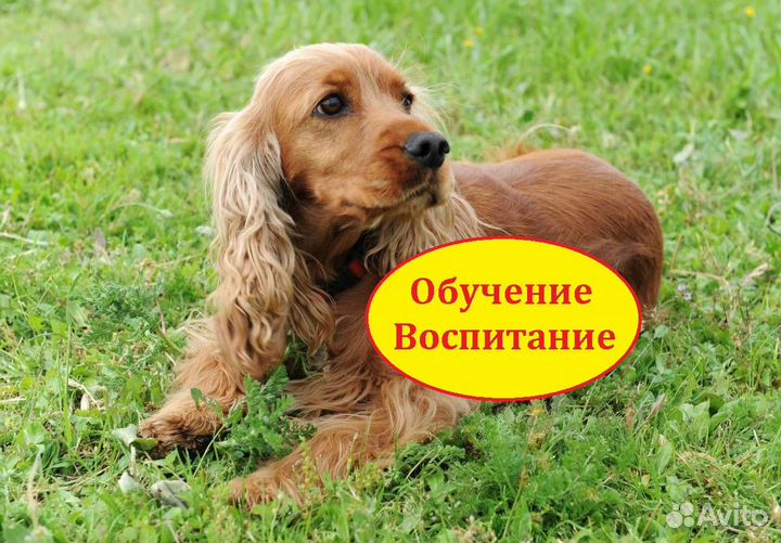 Дрессировка щенка Спаниель