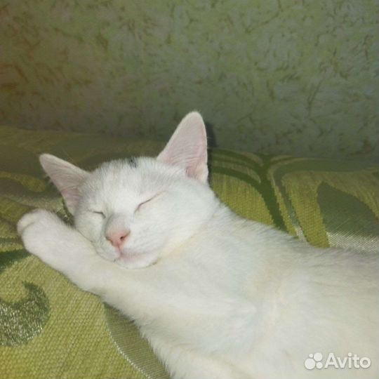 Отдам котёнка в добрые руки