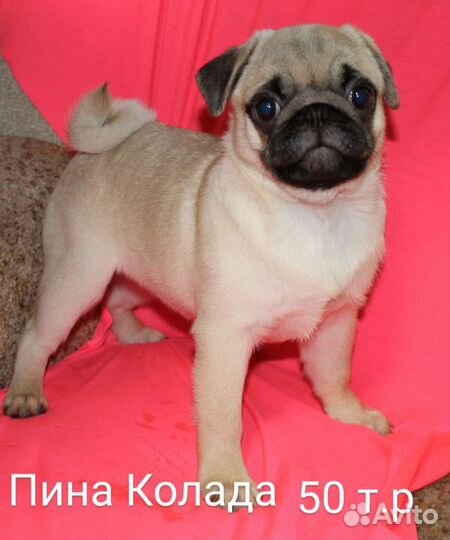 Щенки мопса