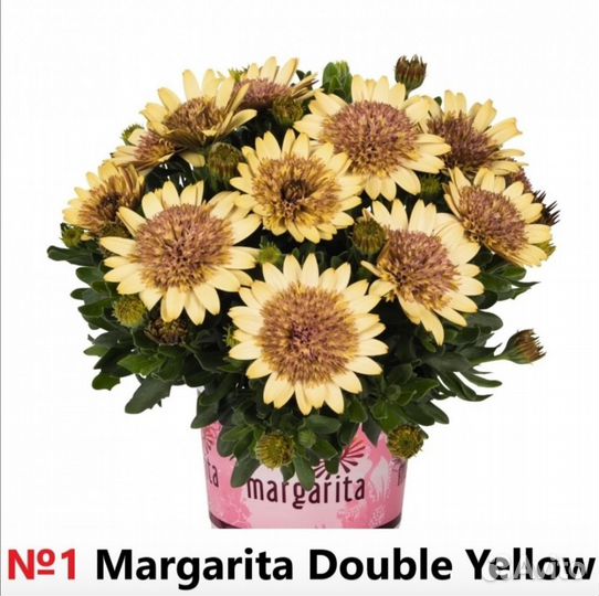 Лобелия, остеоспермум, ипомея и биденс