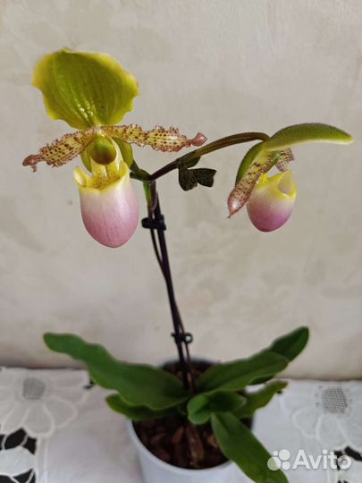 Орхидеи ароматные и отцветашки