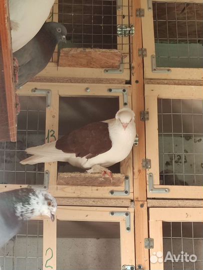 Продажа голубей