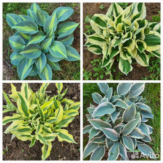 Хоста желтая, патриот, хенки пенки