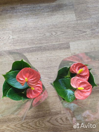 Антуриумы сортовые