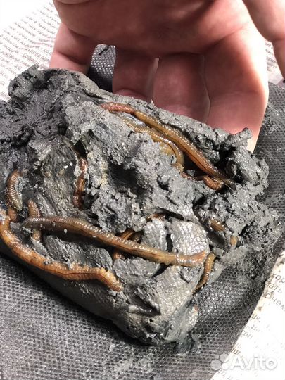 Лиманный червь. Нереис