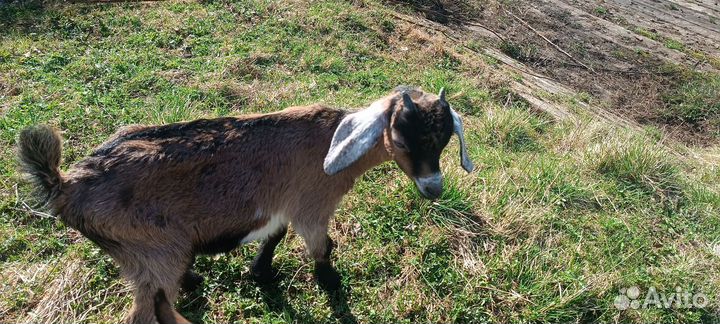 Козлята альпо-нубийские