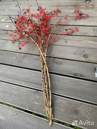 Ветки барбарис
