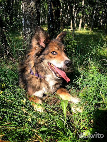 Пёс, который провёл за решеткой 10 лет