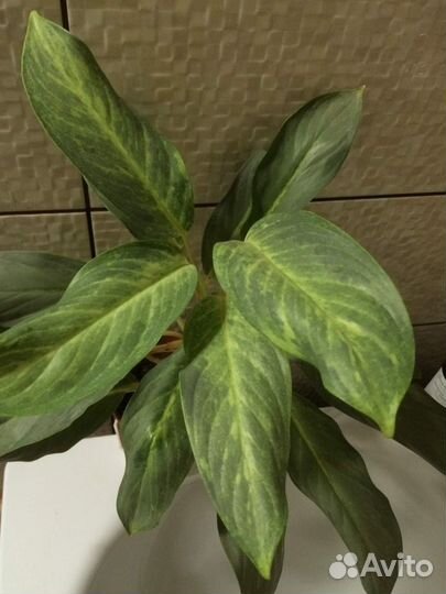 Аглаонема Сири Киншана, Диффенбахии Шкура дракона