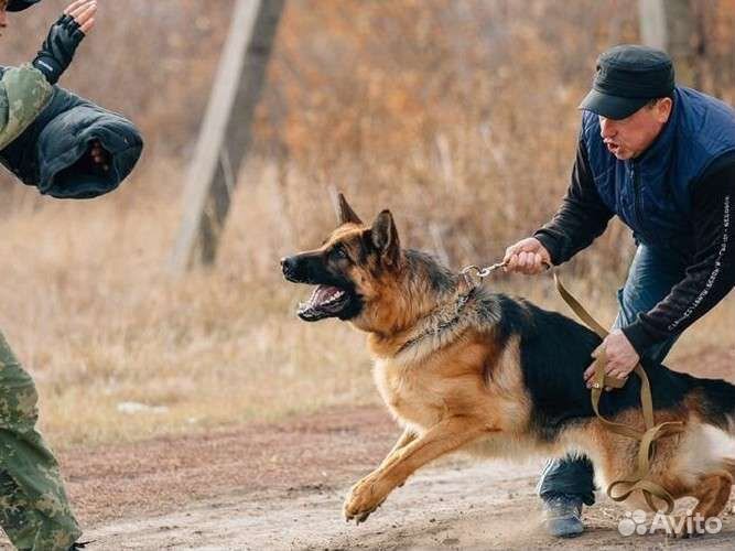 Кинолог, дрессировка собак