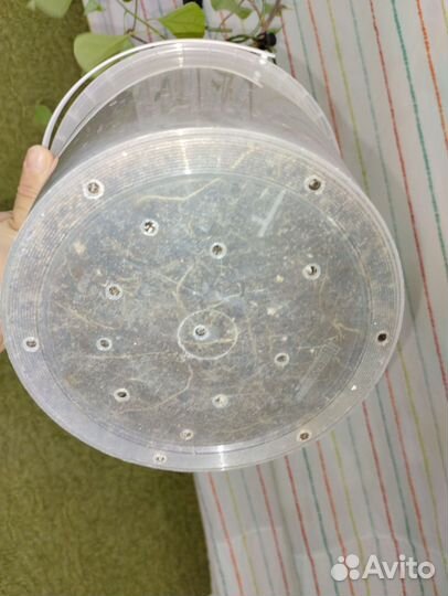 Бугенвиллия взрослая