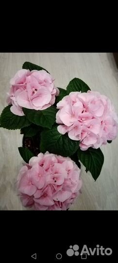 Крупнолистная гортензия 