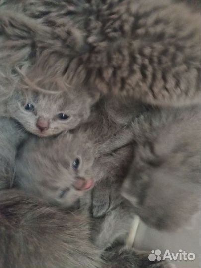 Британские котята