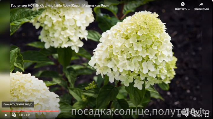 Новинка 2023 г. Гортензия метельчатая Литтл Рози