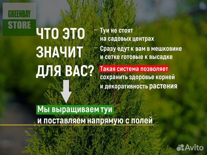 Туя смарагд 2 м свежая копка 2023