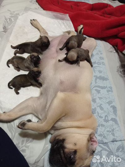 Мопс на вязку