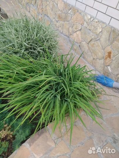 Многолетники