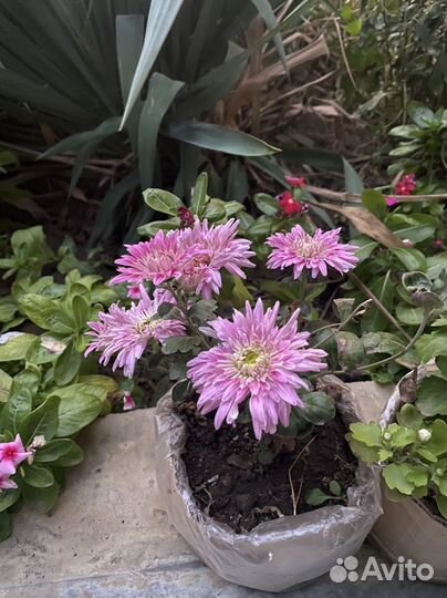 Хризантема