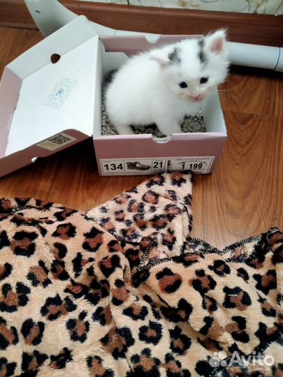 Котенок девочка в добрые руки