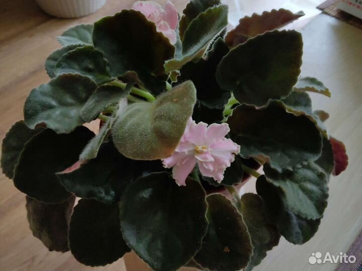 Продажа цветка фиалки