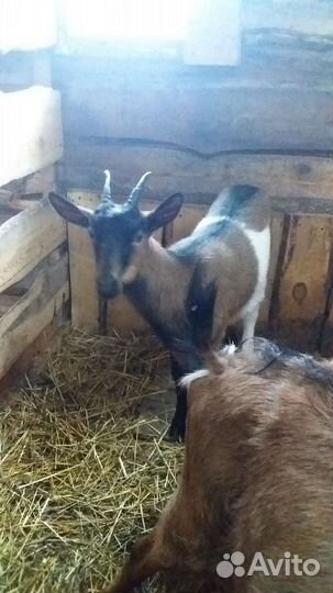 Альпийские козочки и козлики