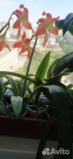 Гиппеаструм или аммаралис