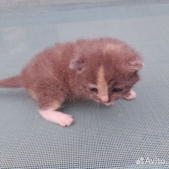 Котенок в добрые руки