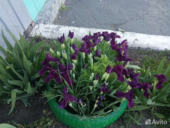Ирисы бордюрные