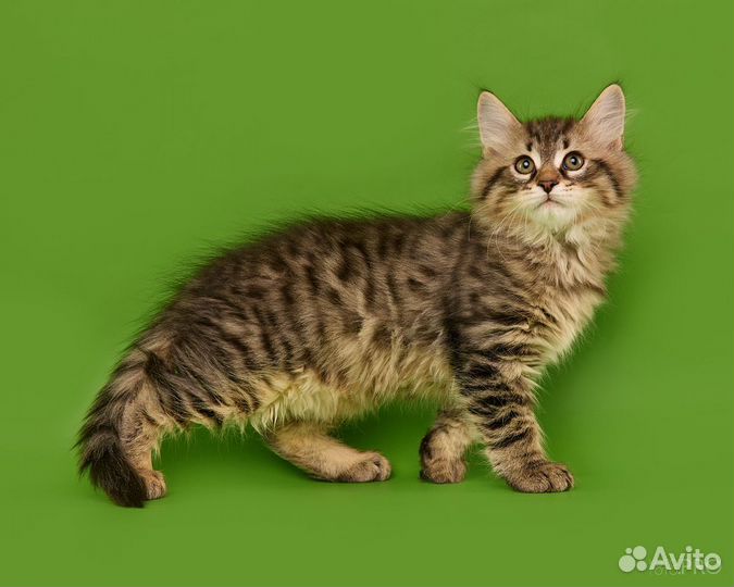Сибирские котята