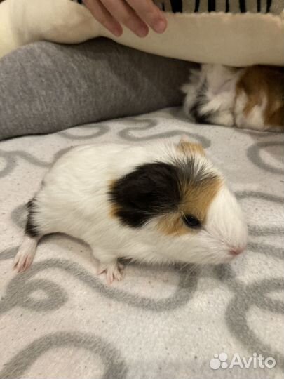 Морские свинки