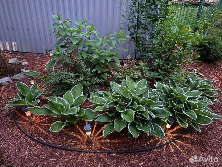 Кора лиственницы