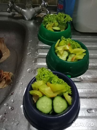 Улитки ахатины