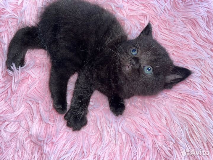 Шотландская