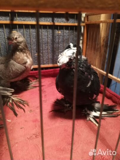 Средне азиатские голуби