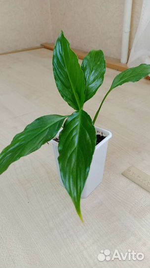 Спатифиллум