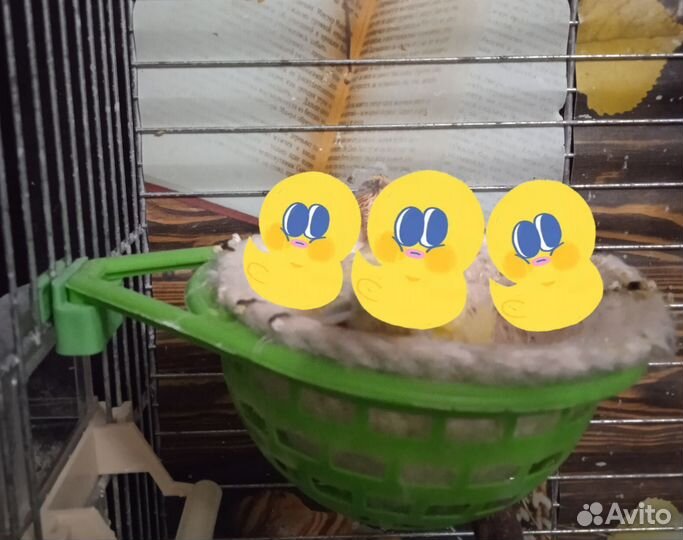 Гнездовая основа, гнездо для канареек