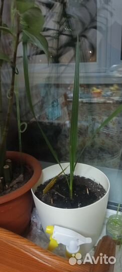 Королевская финиковая пальма