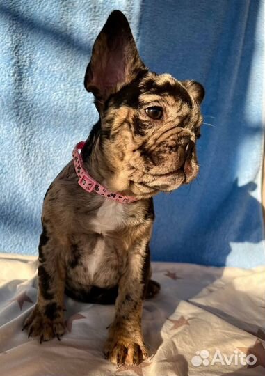 Французики флаффи