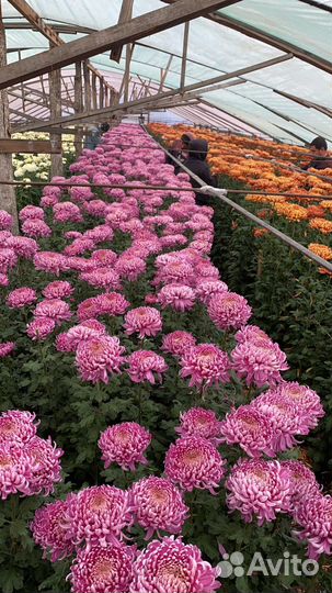 Продажа цветов оптом