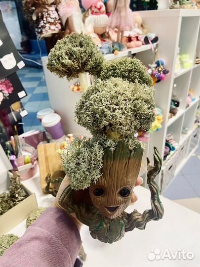 Цетрария в груте