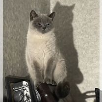 Пропала кошка, Сочи